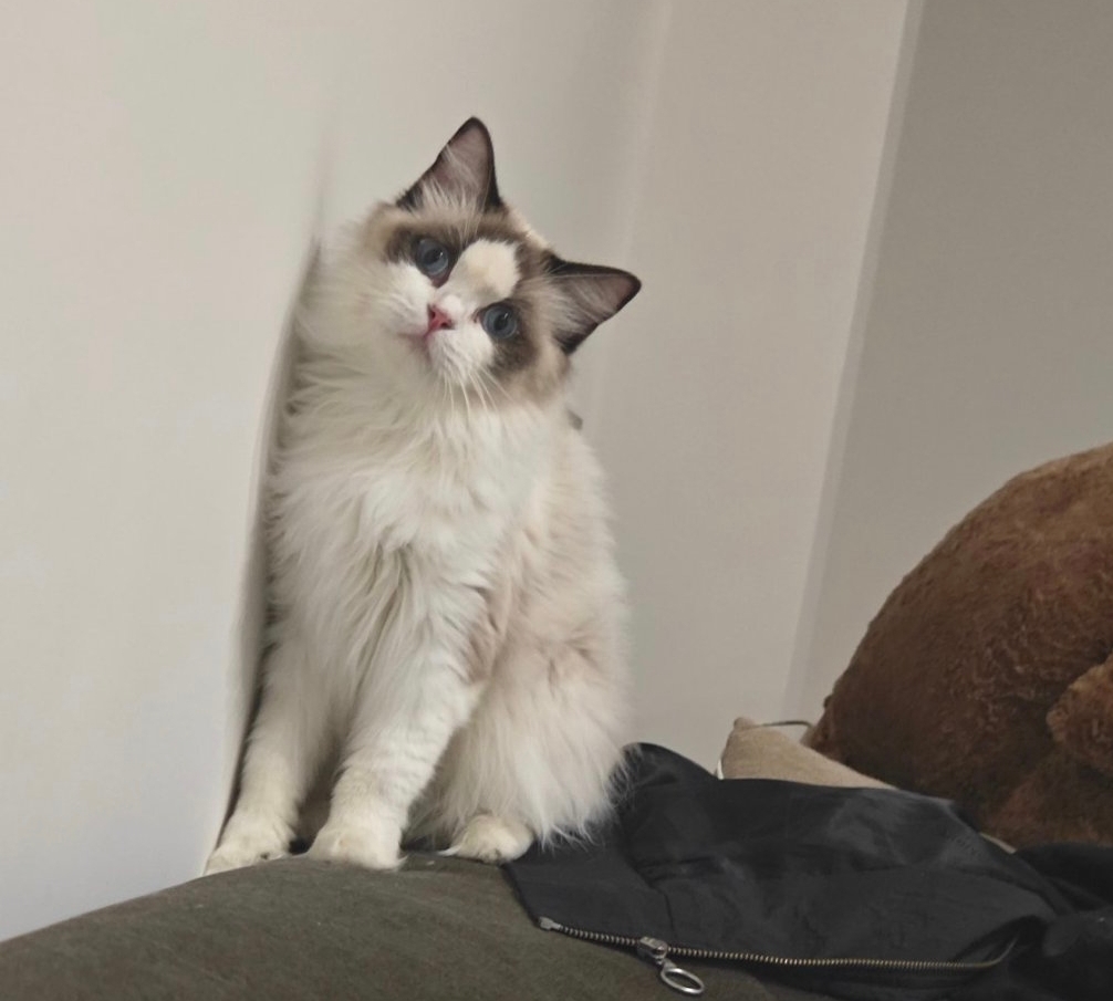 海双布偶猫妹妹